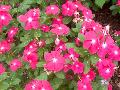 Titan Rose Periwinkle / Catharanthus roseus 